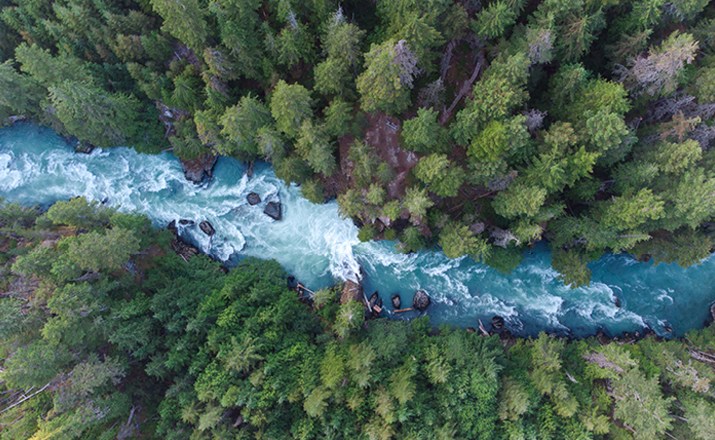 River running through a forest